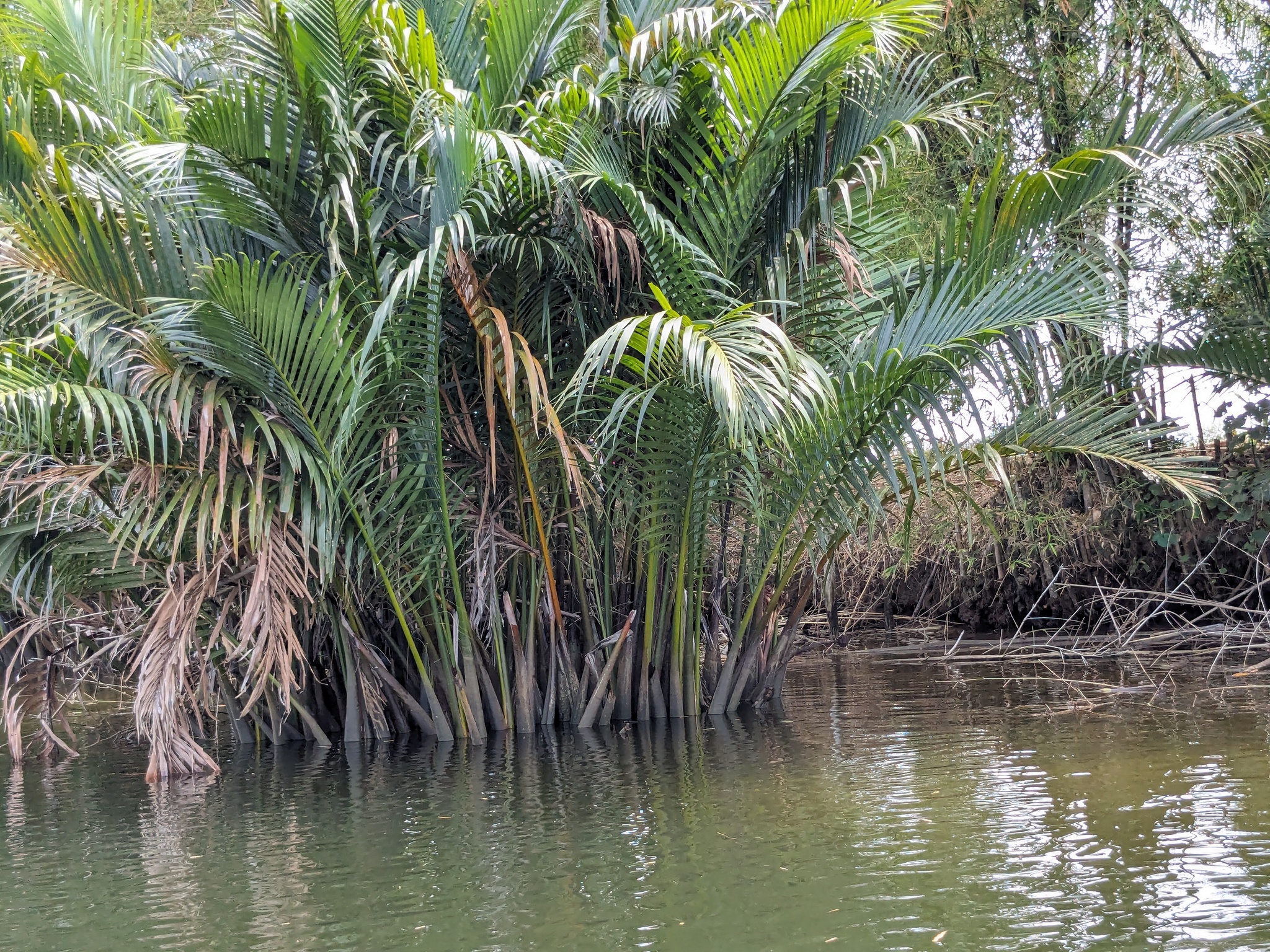 Photographie de Palmier d'eau