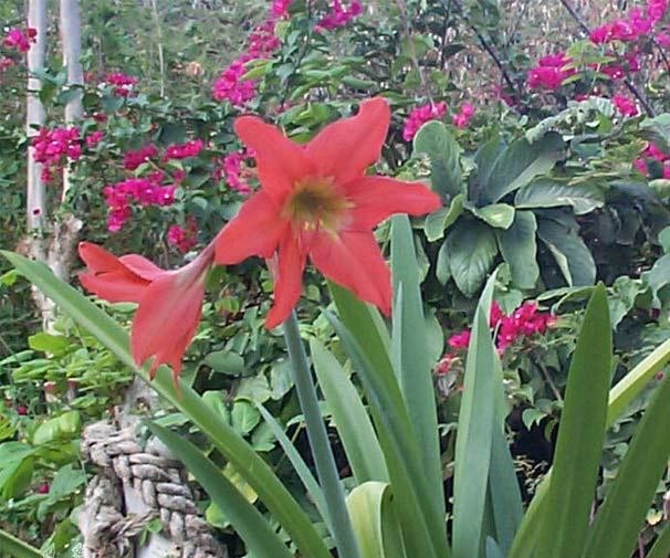 Photographie de Lys de Pâques