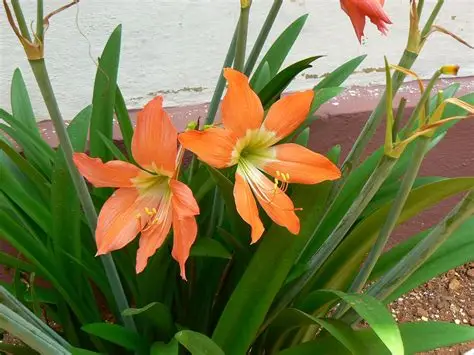 Photographie de Lys de Pâques