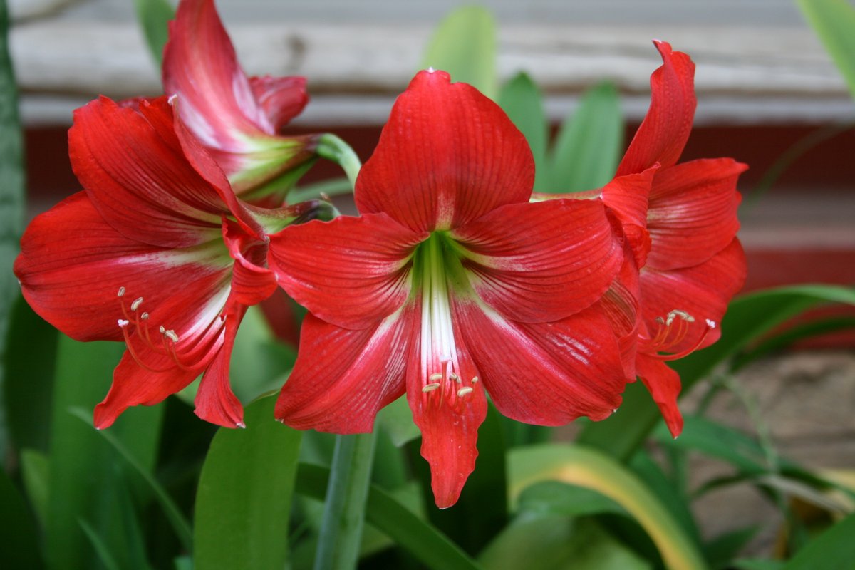Photographie de Lys de Pâques