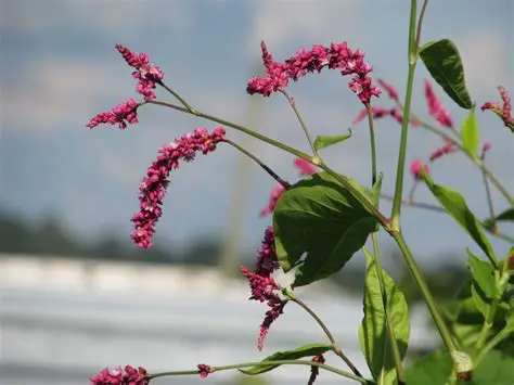 Photographie de Renouée Orientale