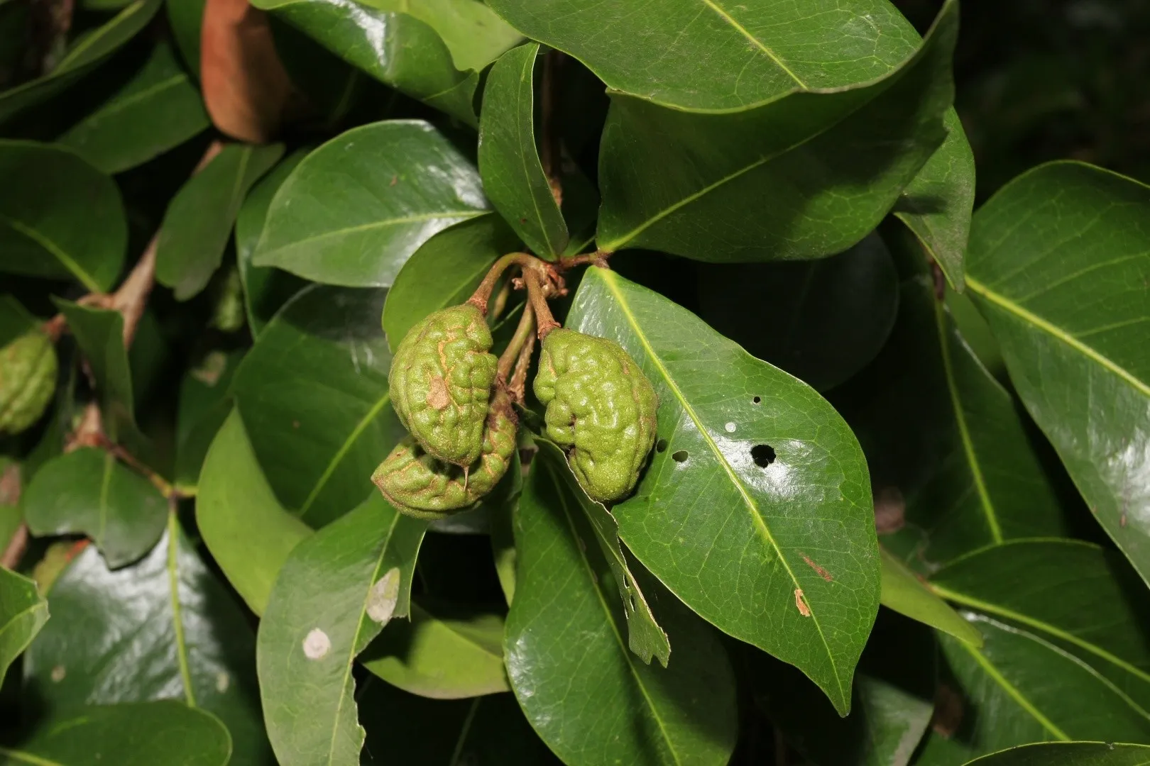 Photographie de Mangrove à gousses ridées