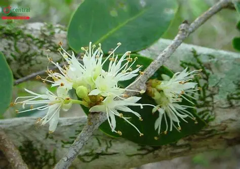 Photographie de Mangrove à gousses ridées