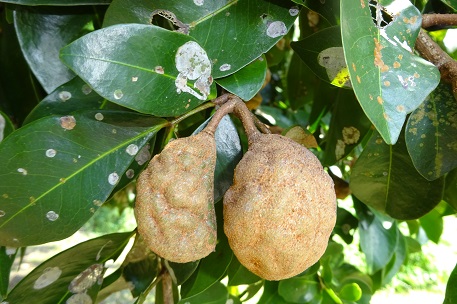 Photographie de Mangrove à gousses ridées