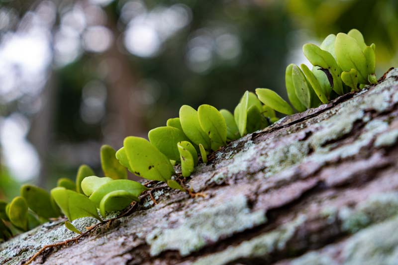 Photographie de Écailles de dragon