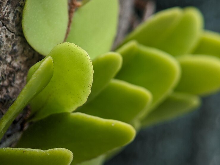 Photographie de Écailles de dragon