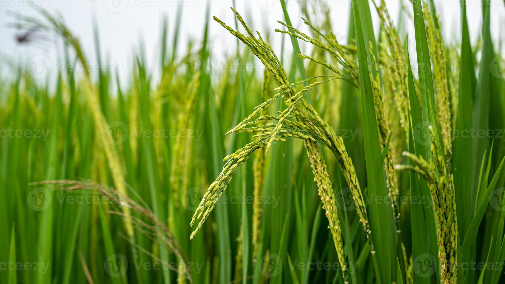 Photographie de Riz Cultivé