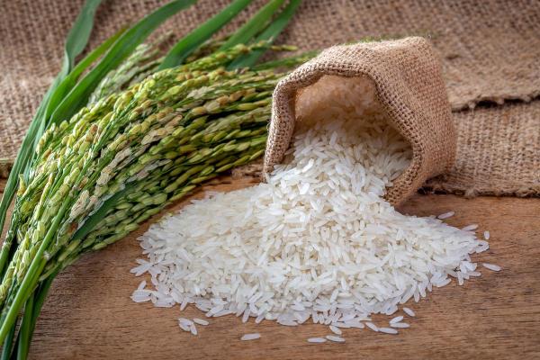 Photographie de Riz Cultivé