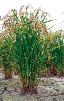 Photographie de Riz Cultivé