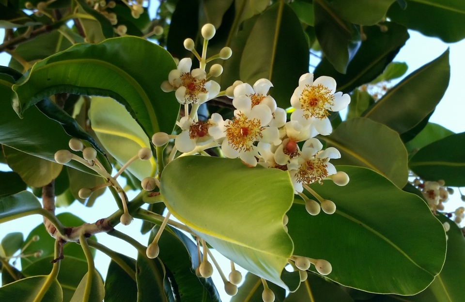 Photographie de Tamanu