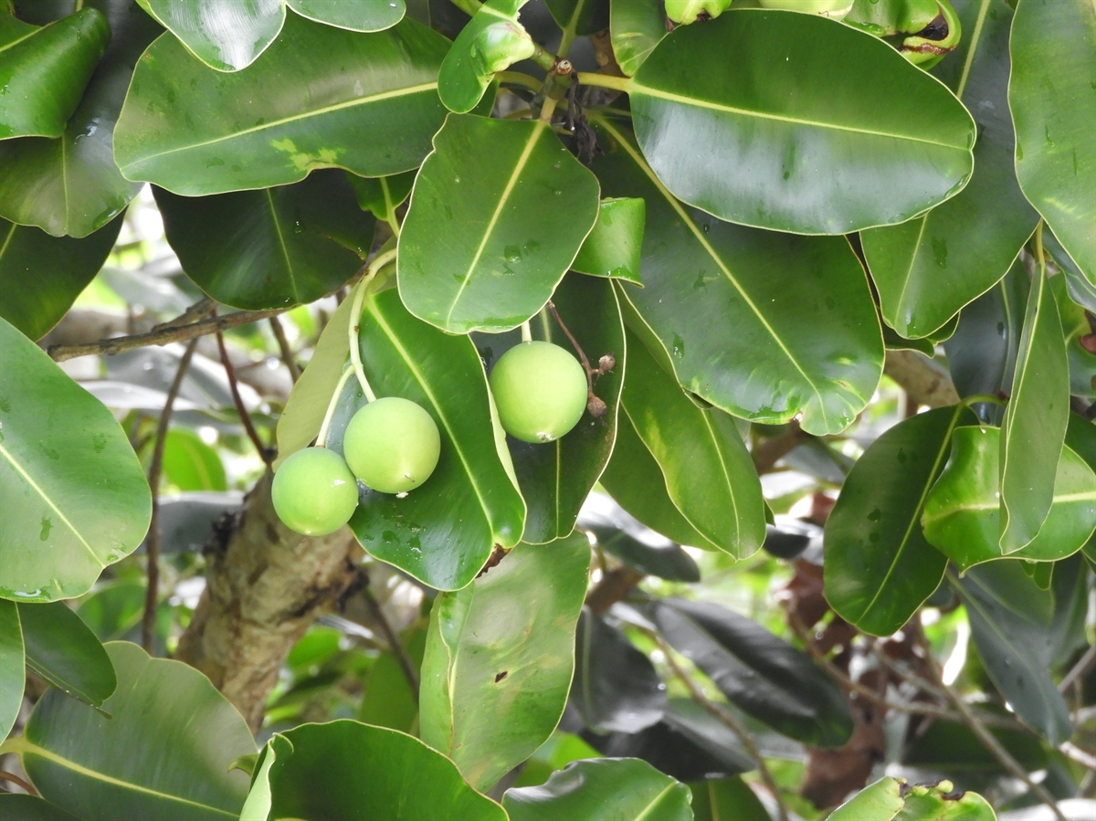 Photographie de Tamanu