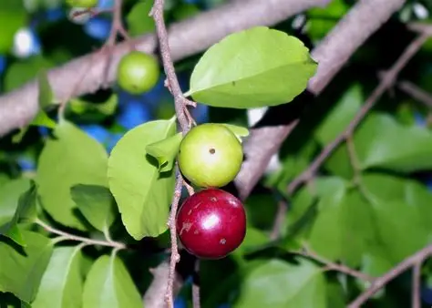 Photographie de Prune du gouverneur