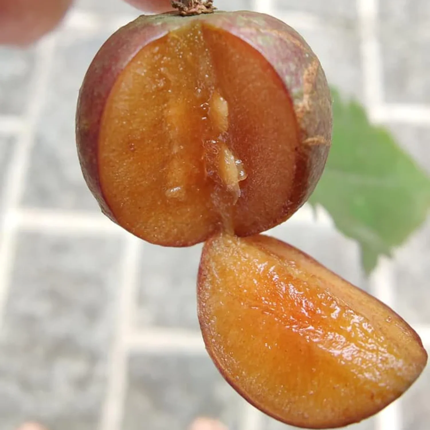 Photographie de Prune du gouverneur
