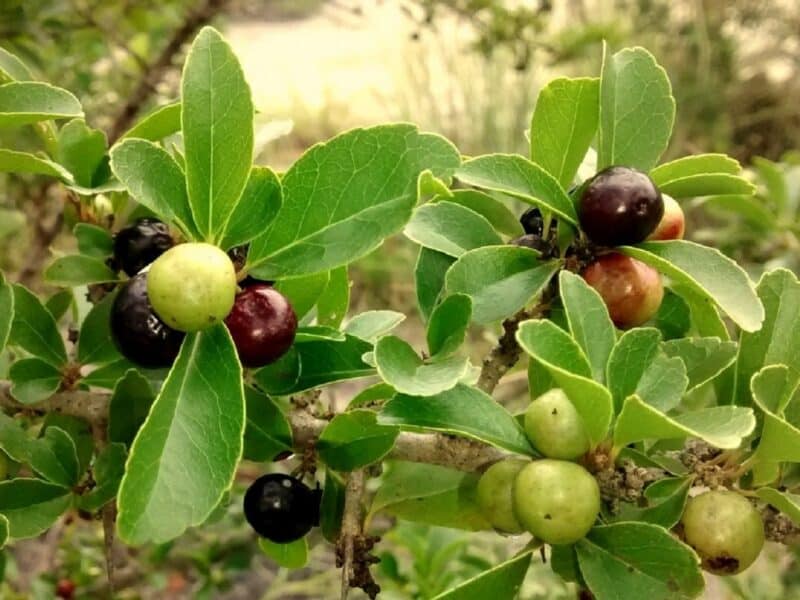 Photographie de Prune du gouverneur