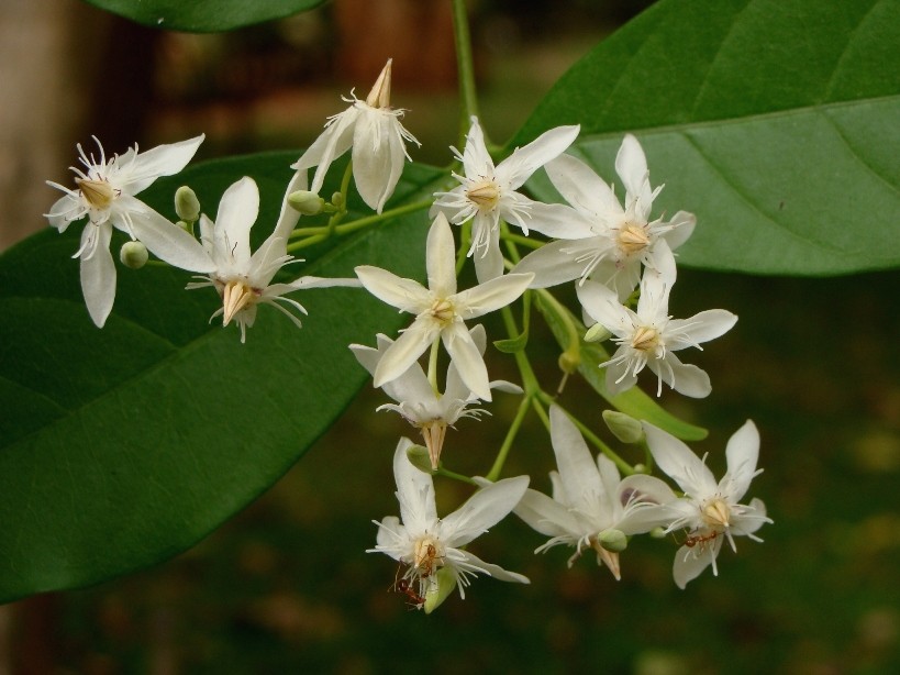 Photographie de Laurier des Teinturiers