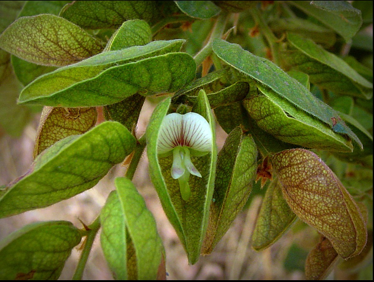 Photographie de Sainfoin de Bengale