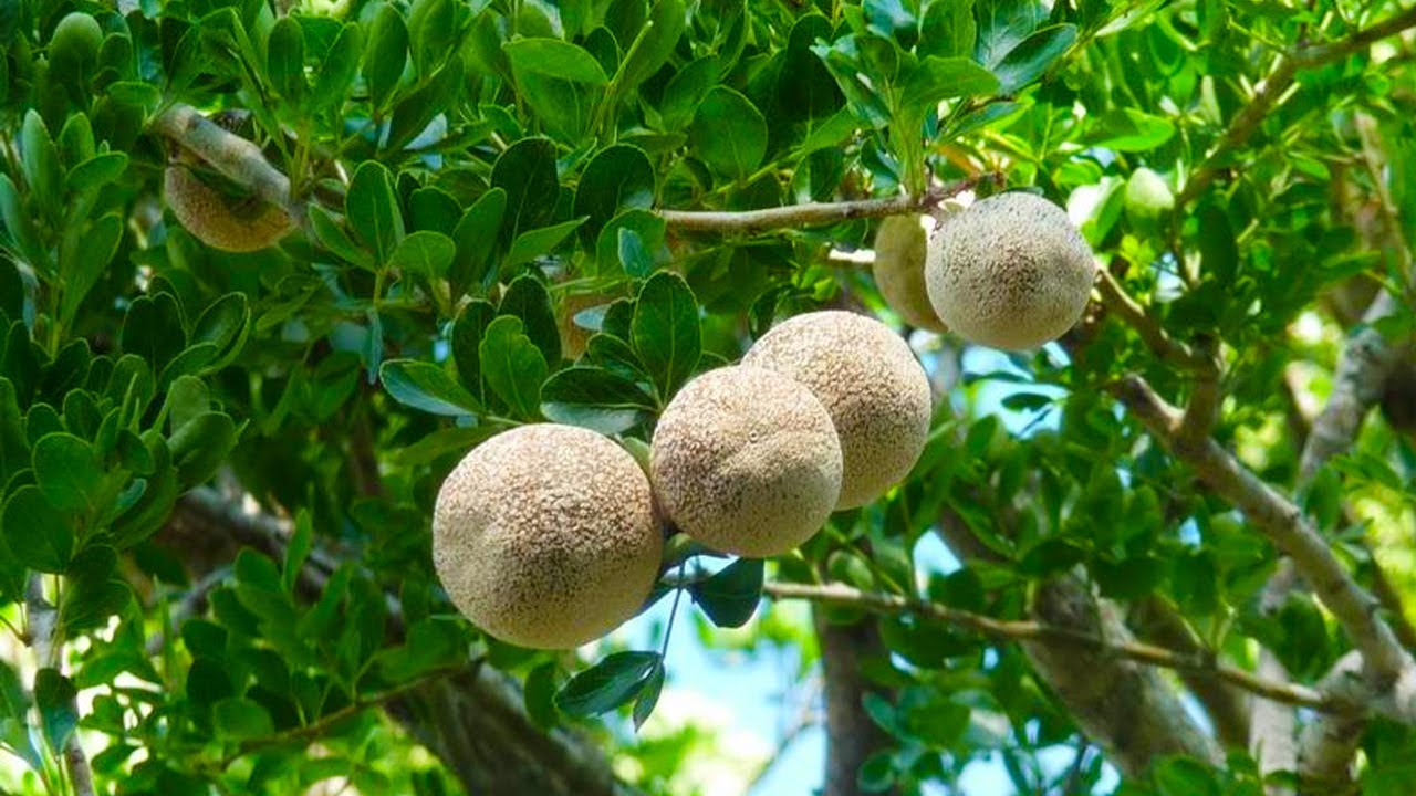 Photographie de Pomme à coque