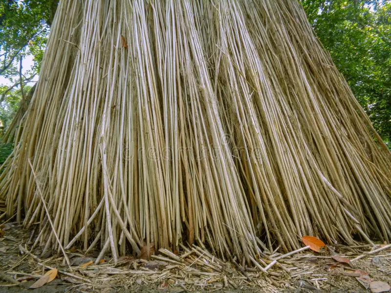 Photographie de Chanvre de Calcutta,  jute blanche