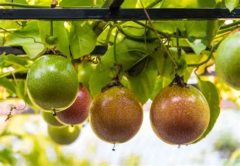 Photographie de Fruit de la passion