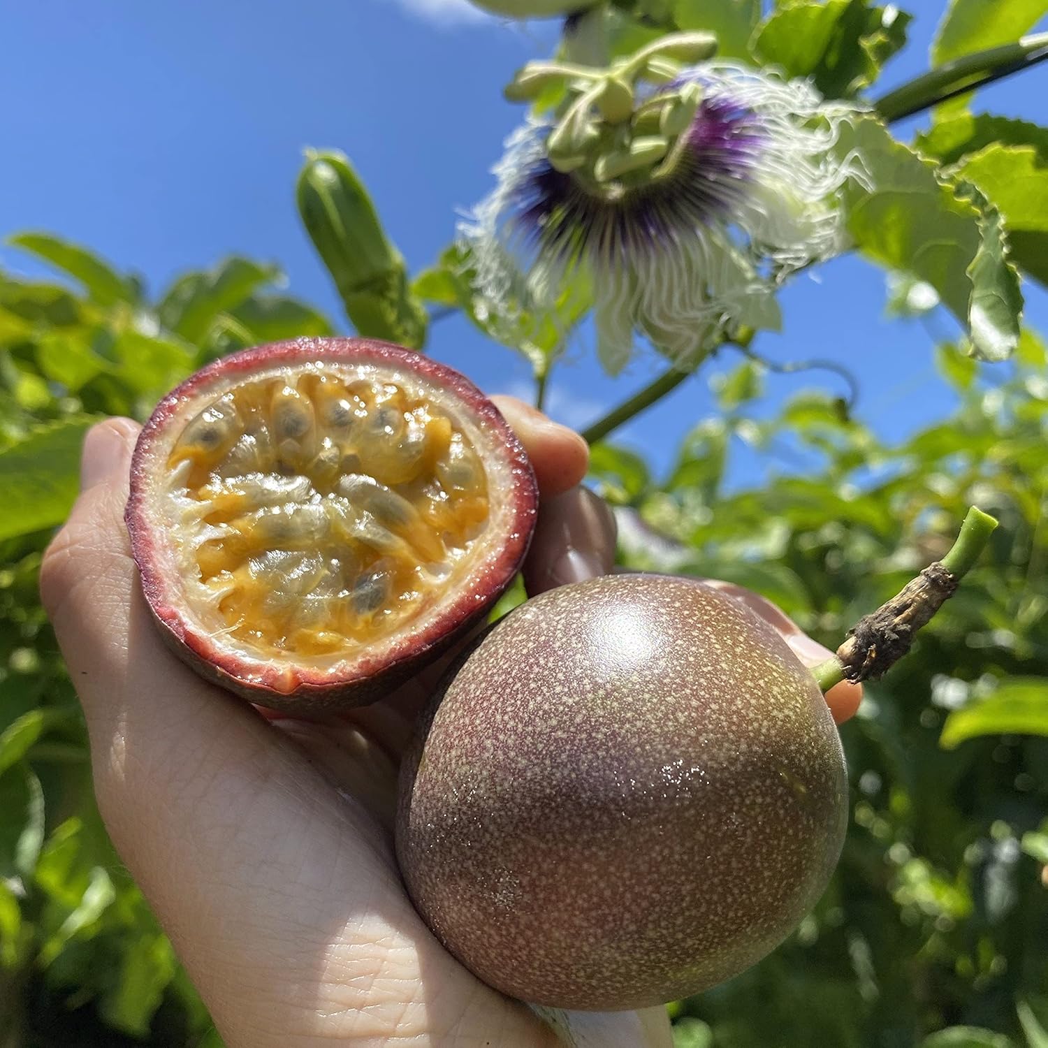 Photographie de Fruit de la passion