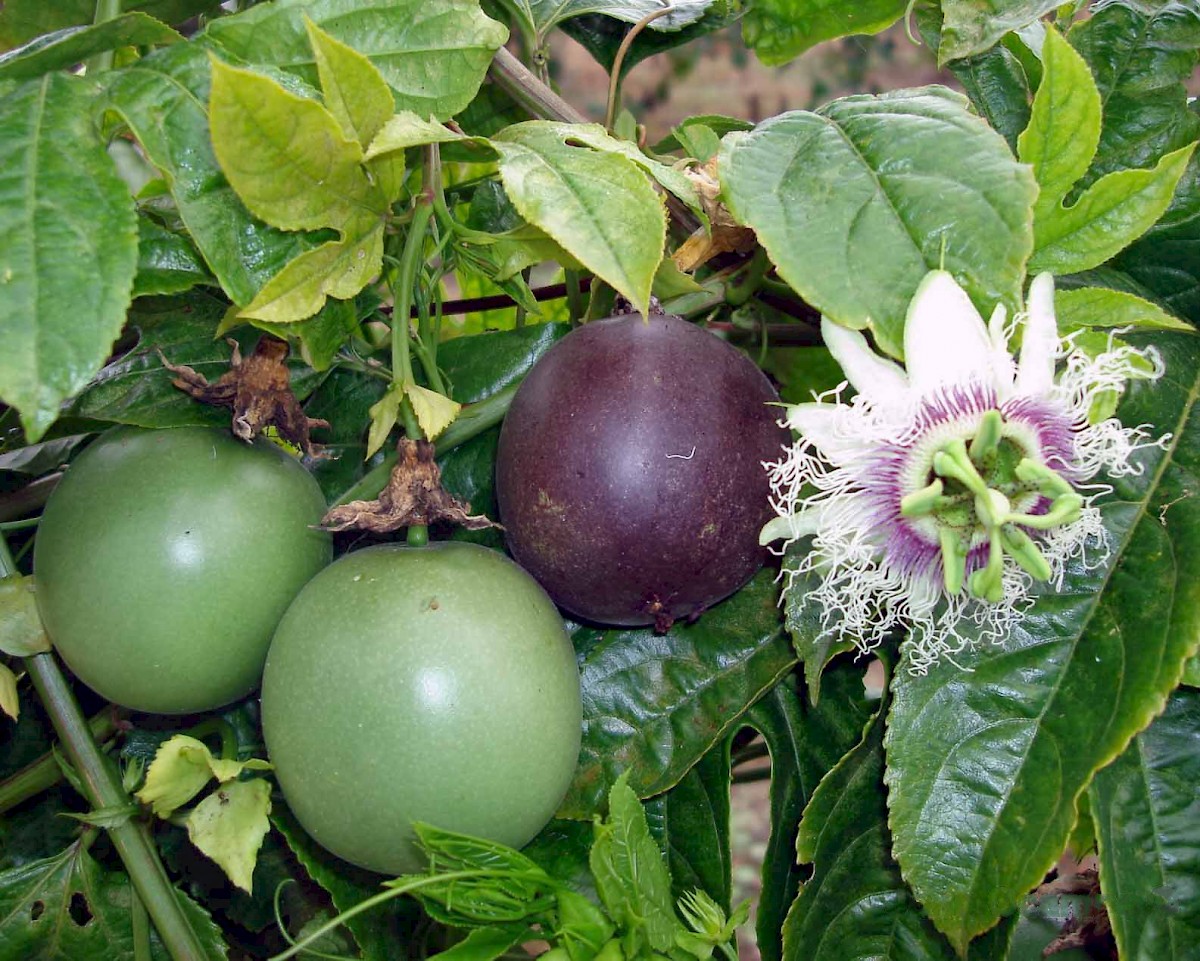 Photographie de Fruit de la passion