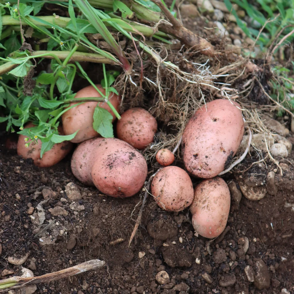Photographie de Pomme de terre