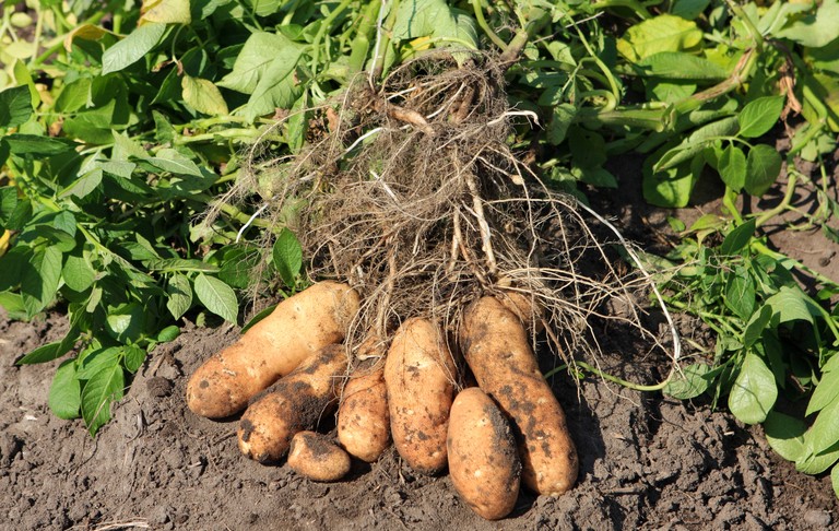 Photographie de Pomme de terre
