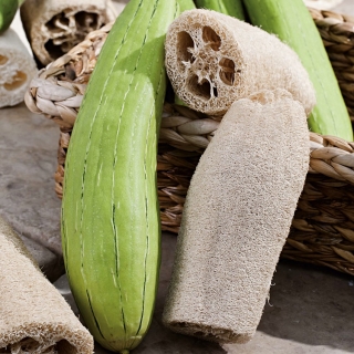 Photographie de Courge éponge