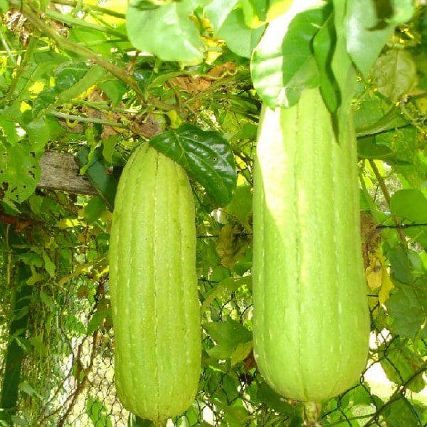 Photographie de Courge éponge