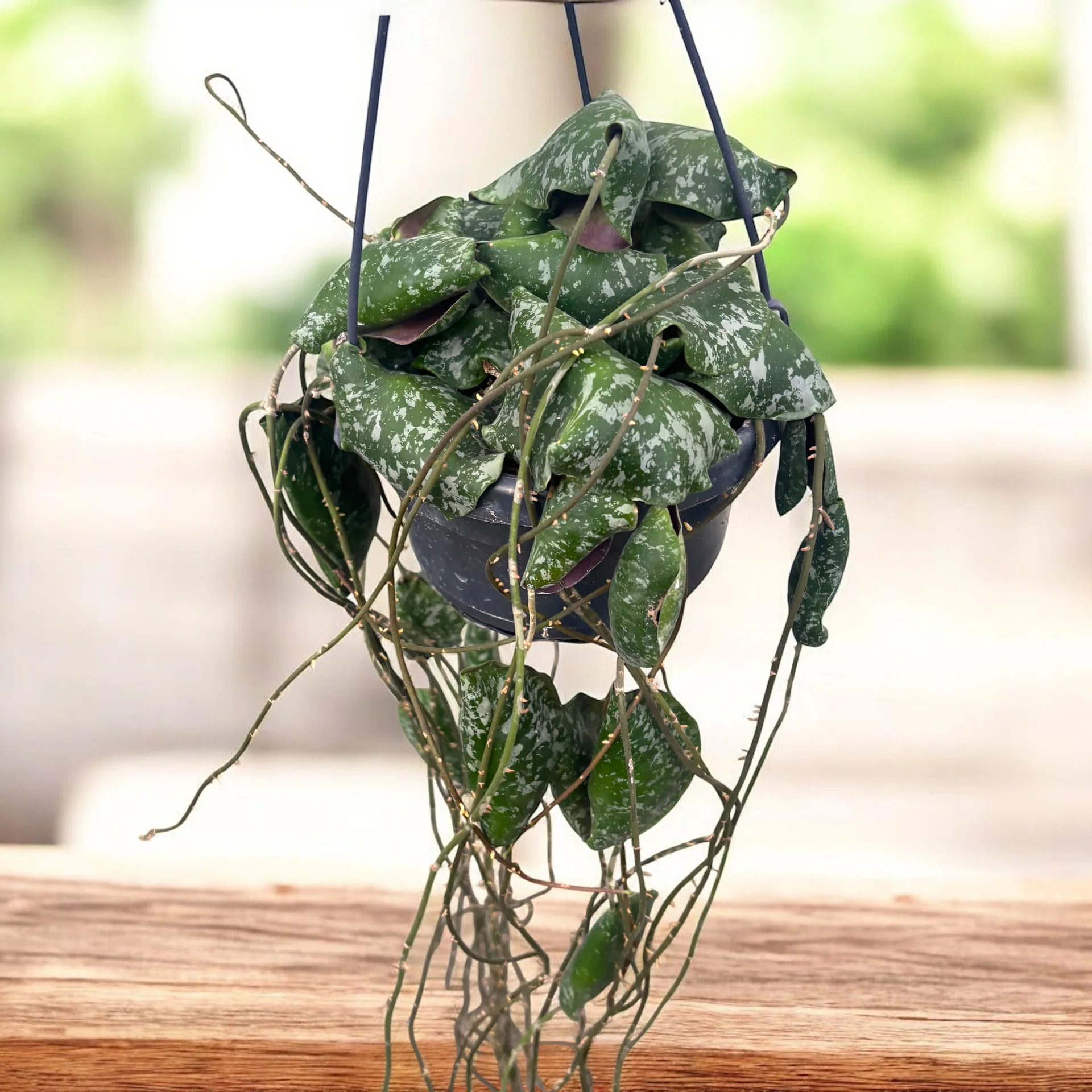 Photographie de Vigne cireuse