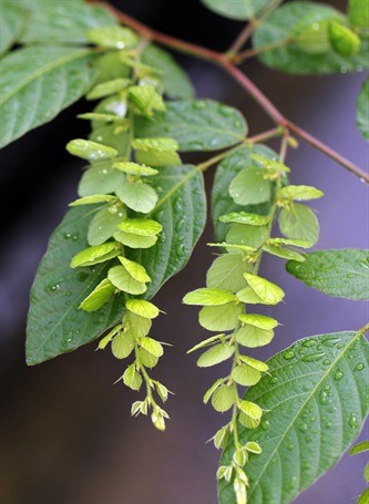 Photographie de Phyllodion gracieux