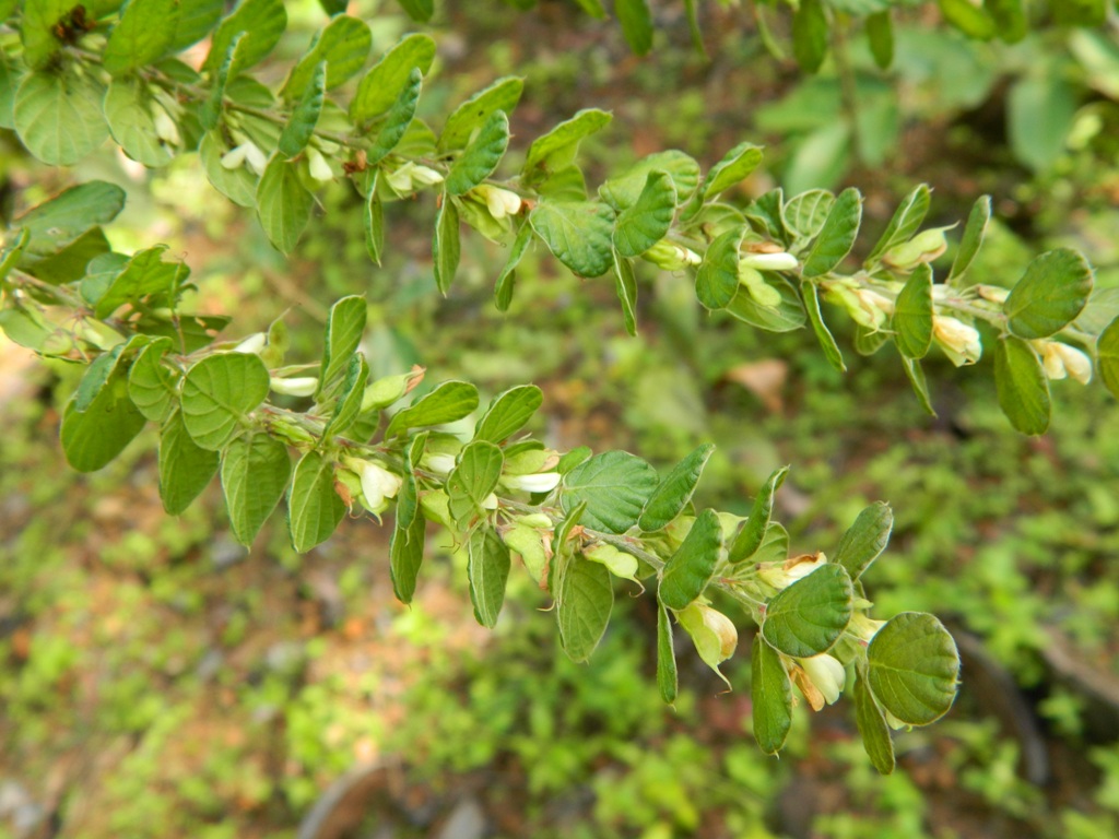 Photographie de Phyllodion gracieux
