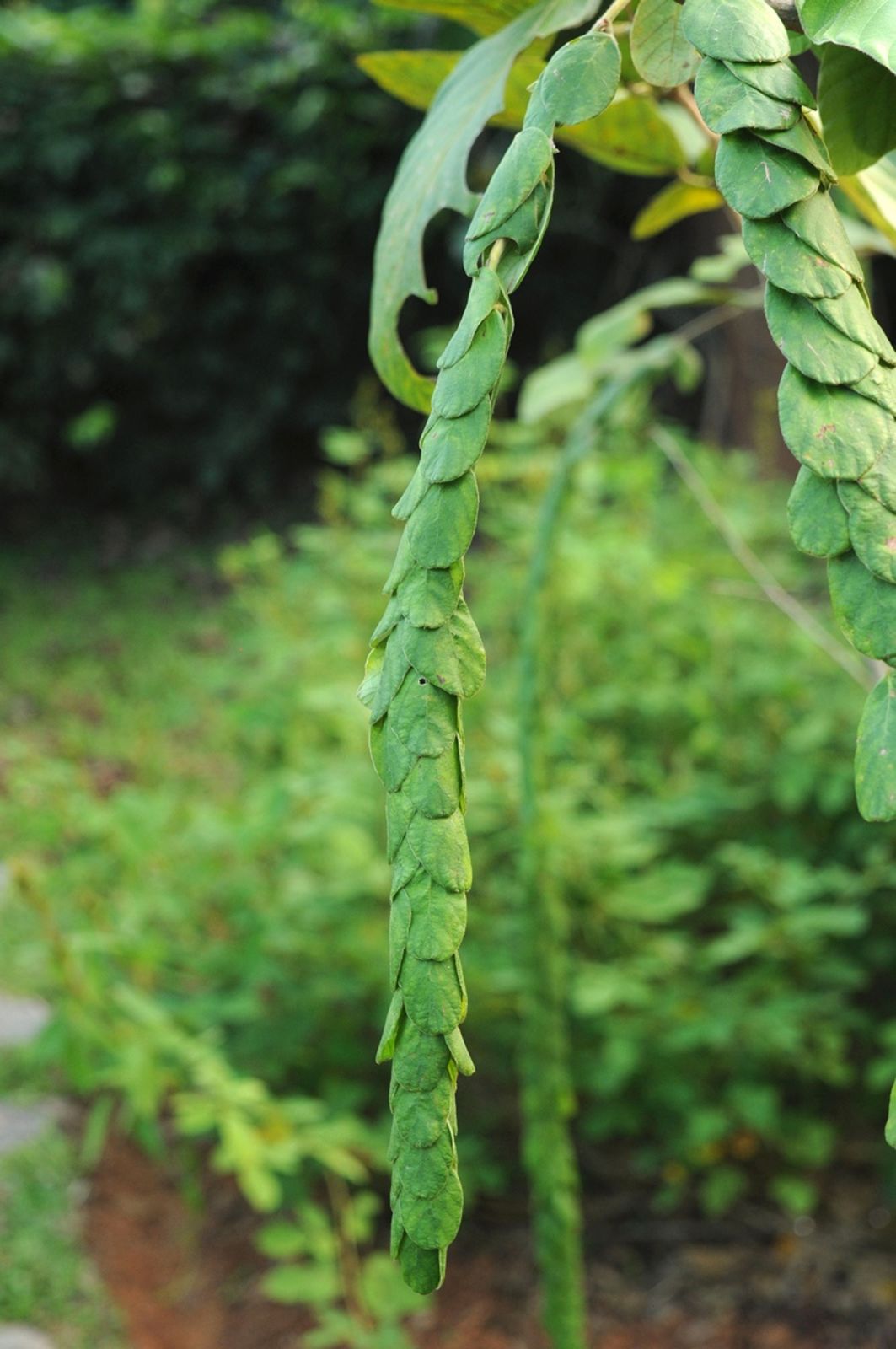 Photographie de Phyllodion gracieux