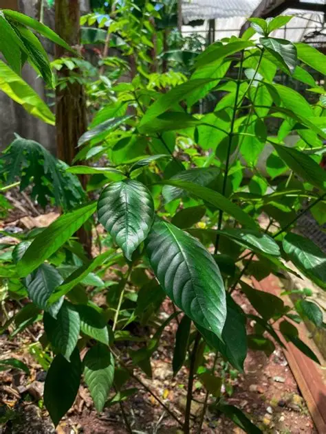 Photographie de Plante de mangouste