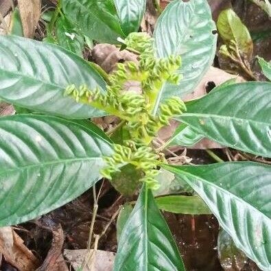 Photographie de Plante de mangouste