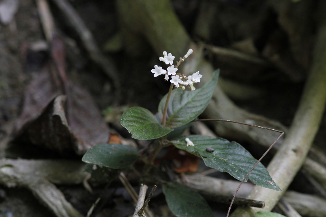 Photographie de Plante de mangouste