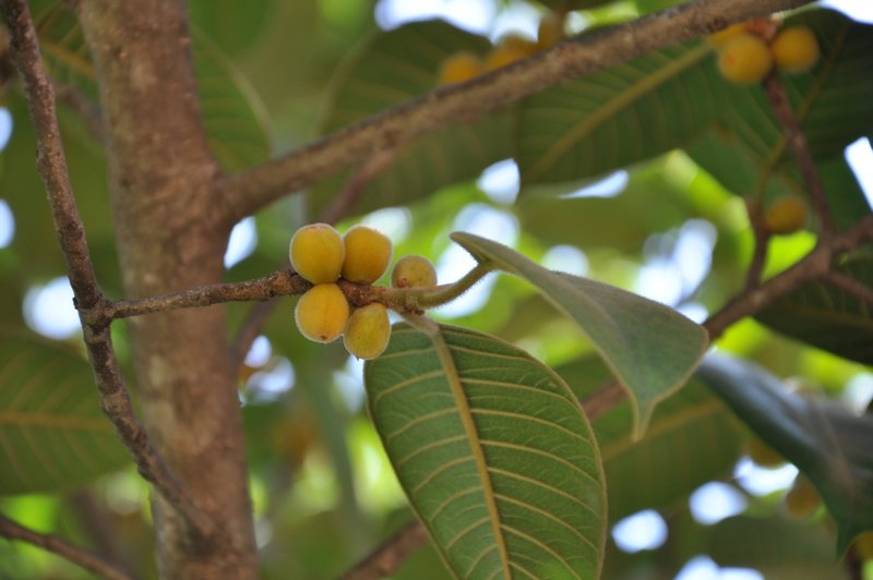 Photographie de Figuier de Mysore
