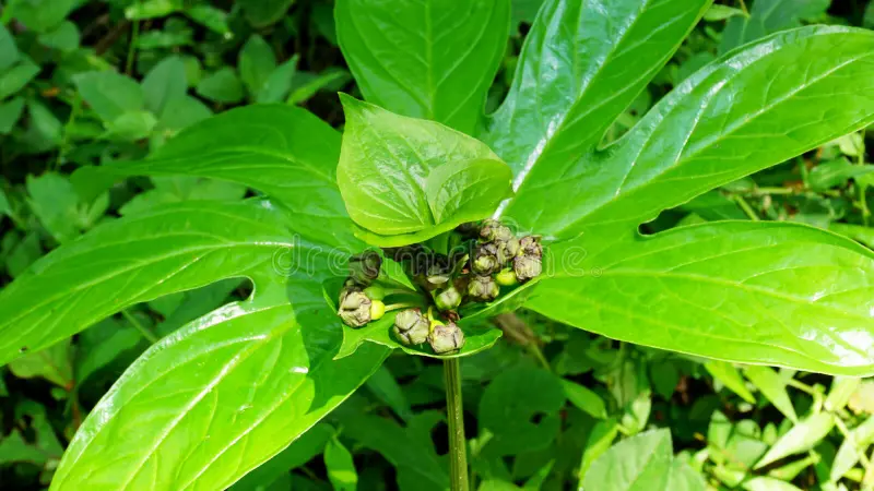 Photographie de Tacca