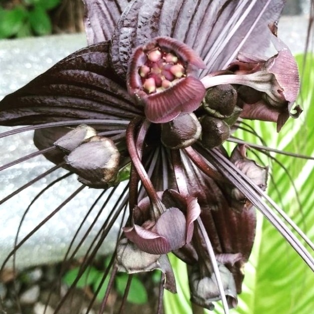 Photographie de Tacca