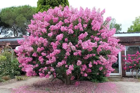 Photographie de Lilas des Indes