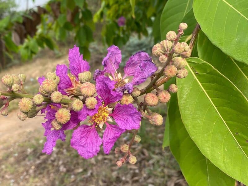 Photographie de Lilas des Indes