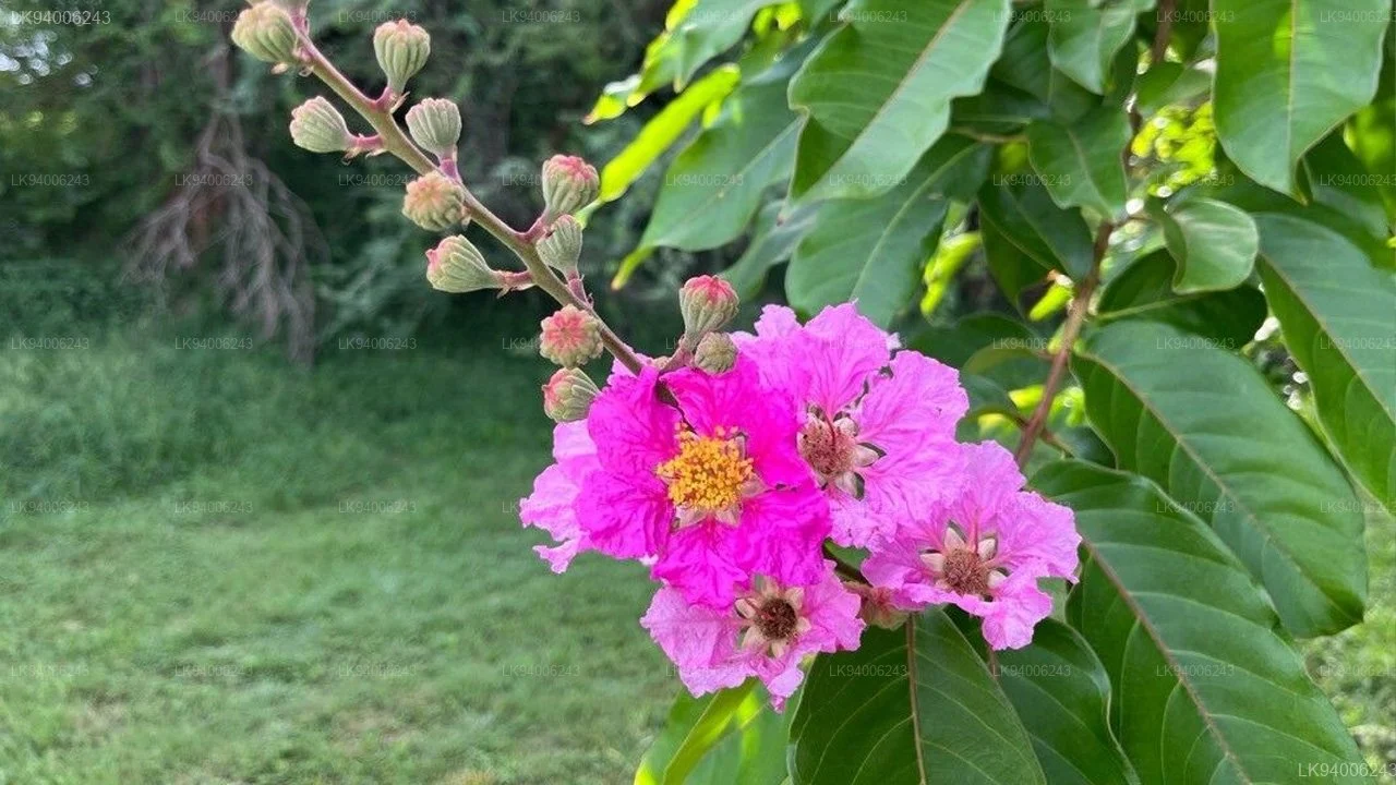 Photographie de Lilas des Indes