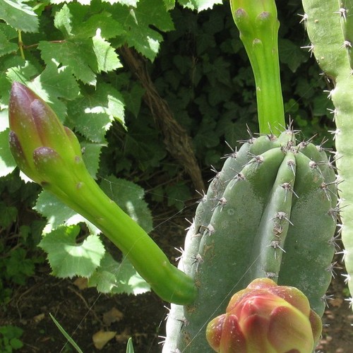Photographie de Cierge du Pérou