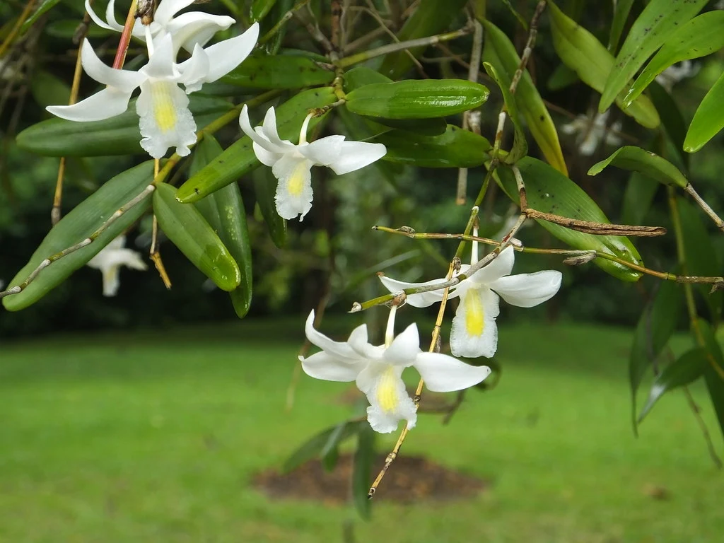 Photographie de Orchidée colombe blanche
