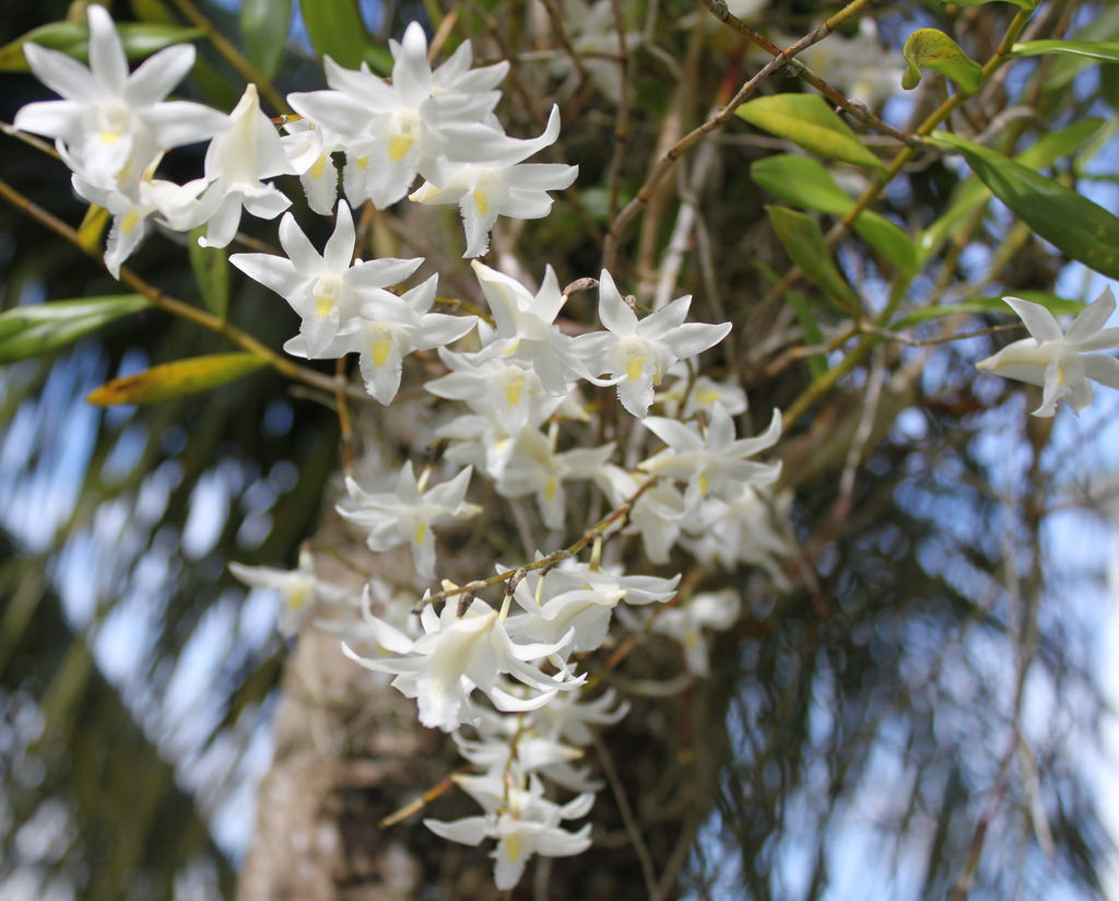 Photographie de Orchidée colombe blanche