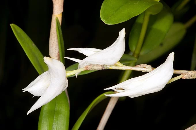 Photographie de Orchidée colombe blanche