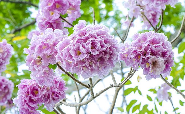 Photographie de Tabebuia rose