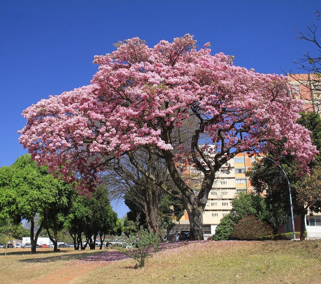 Photographie de Tabebuia rose