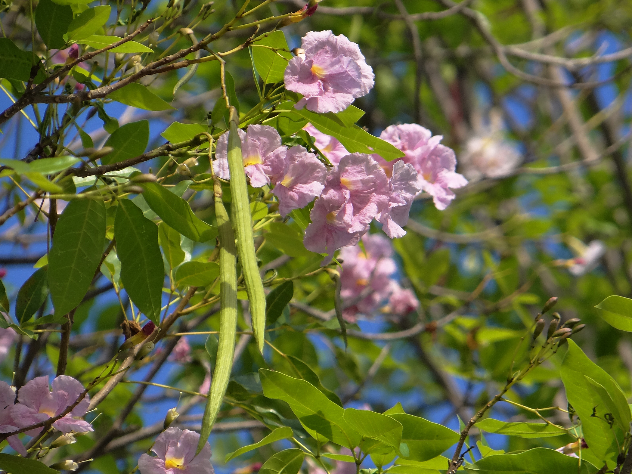 Photographie de Tabebuia rose
