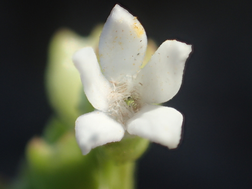 Photographie de Pisek